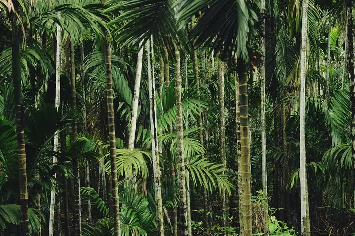 Dense forest of tall palm trees at a spice plantation